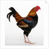 Old English Game Bantam by Anonymous