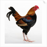 Old English Game Bantam by Anonymous