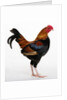 Old English Game Bantam by Anonymous
