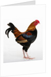 Old English Game Bantam by Anonymous