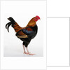Old English Game Bantam by Anonymous