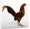 Old English Game Bantam by Anonymous