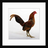 Old English Game Bantam by Anonymous