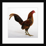 Old English Game Bantam by Anonymous