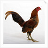 Old English Game Bantam by Anonymous