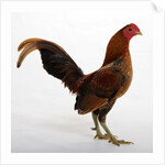Old English Game Bantam by Anonymous