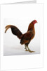 Old English Game Bantam by Anonymous