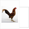 Old English Game Bantam by Anonymous
