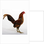 Old English Game Bantam by Anonymous