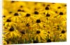 black-eyed Susan by Anonymous