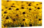 black-eyed Susan by Anonymous
