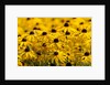 black-eyed Susan by Anonymous