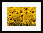 black-eyed Susan by Anonymous