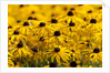 black-eyed Susan by Anonymous