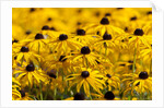 black-eyed Susan by Anonymous