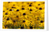 black-eyed Susan by Anonymous