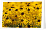 black-eyed Susan by Anonymous