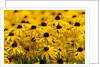 black-eyed Susan by Anonymous