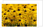 black-eyed Susan by Anonymous