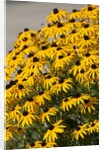 black-eyed Susan by Anonymous