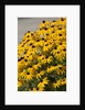 black-eyed Susan by Anonymous