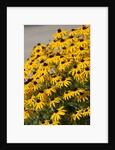 black-eyed Susan by Anonymous
