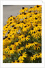 black-eyed Susan by Anonymous