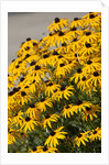black-eyed Susan by Anonymous