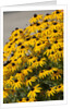 black-eyed Susan by Anonymous