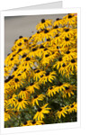 black-eyed Susan by Anonymous