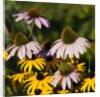 black-eyed Susan and Echinacea flowers by Anonymous