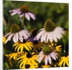 black-eyed Susan and Echinacea flowers by Anonymous