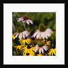 black-eyed Susan and Echinacea flowers by Anonymous