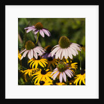 black-eyed Susan and Echinacea flowers by Anonymous