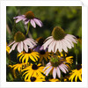 black-eyed Susan and Echinacea flowers by Anonymous