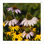 black-eyed Susan and Echinacea flowers by Anonymous