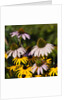 black-eyed Susan and Echinacea flowers by Anonymous