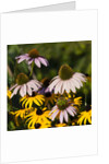 black-eyed Susan and Echinacea flowers by Anonymous