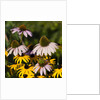 black-eyed Susan and Echinacea flowers by Anonymous