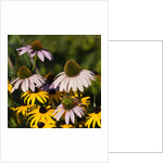 black-eyed Susan and Echinacea flowers by Anonymous