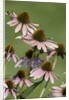 Echinacea flowers by Anonymous