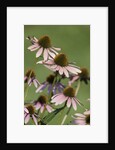 Echinacea flowers by Anonymous