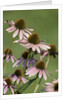 Echinacea flowers by Anonymous