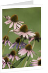 Echinacea flowers by Anonymous