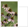 Echinacea flowers by Anonymous