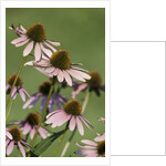 Echinacea flowers by Anonymous