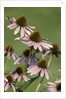 Flower Garden by Anonymous