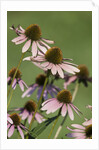 Flower Garden by Anonymous
