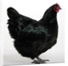 Australorp by Anonymous