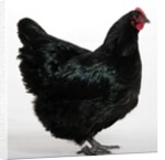Australorp by Anonymous